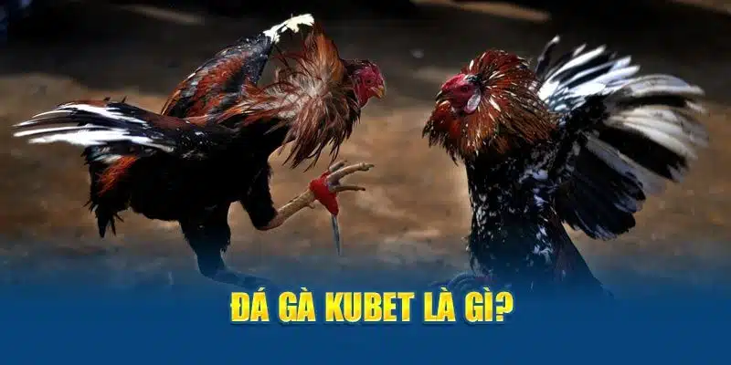 Giới thiệu sảnh đá gà Kubet